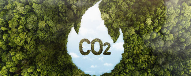 Forest bird's eye view with CO2